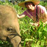 Reserva de Elefantes en Chiang Mai