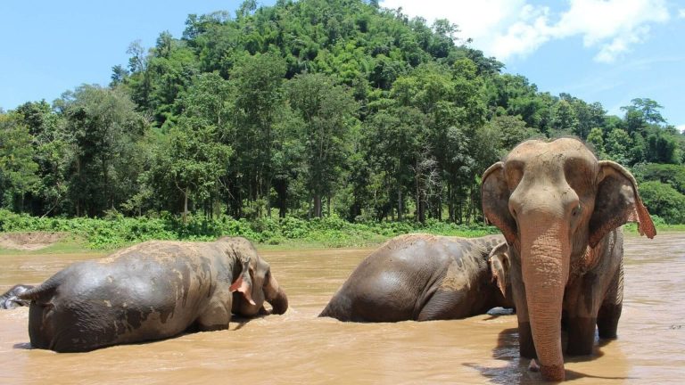 Santuarios de Elefantes de Chiang Mai, Tailandia